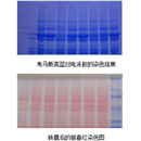 承接实验服务 Westren Blot免疫印迹